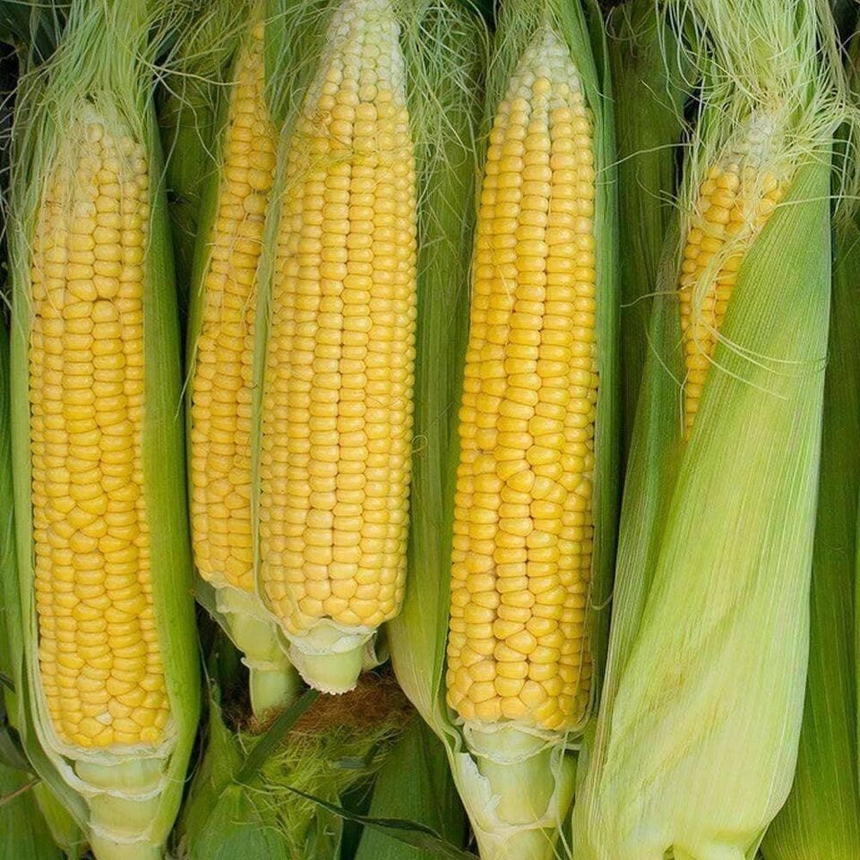 30 Seeds Golden Bantam Heirloom Sweet Corn Item image 2