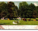 Sacred Cattle Roger Williams Park Providence Rhode Island RI UDB Postcar... - £2.80 GBP