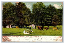 Sacred Cattle Roger Williams Park Providence Rhode Island RI UDB Postcard S14 - £2.76 GBP