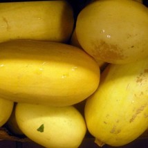 New Fresh Seeds Spaghetti Squash Seeds 20 Ct Winter Vegetable Garden Free Shippi - $4.20