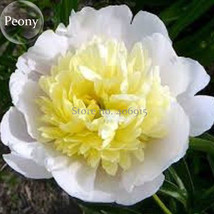 Honey Gold White Peony Plant Flowers 5 Seeds Pale Yellow Heart Light Fra... - $9.97