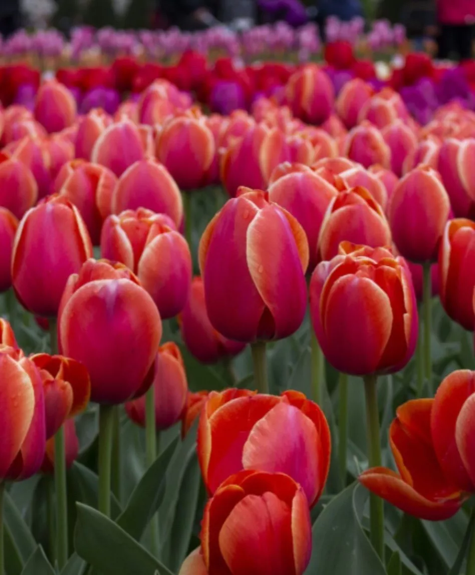 Tulip WORLDS FIRE RED 5 Flower Plant Bulbs DARWIN HYBRID tall Tulipa Big... - $27.00