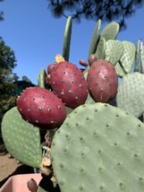 Opuntia Ficus Indica Large Red Fruit Prickly Pear Cactus Seeds Fresh Usa Seeds - $16.96