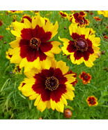 KKG 300 Seeds Plains Coreopsis Seeds Non-Gmo 1271 Easy Grow - $8.97