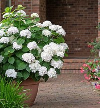 Starter Plant - Hydrangea INVINCIBELLE WEE WHITE - £18.32 GBP