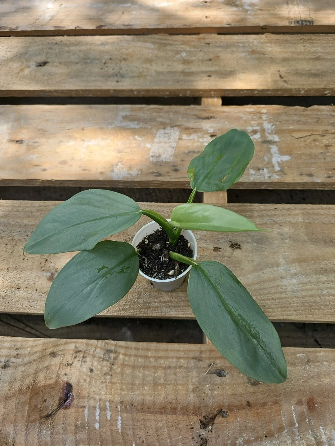 Philodendron silver sword &quot;hastatum&quot;,Philodendron Hastatum in 2.5&quot; Pot - $24.16