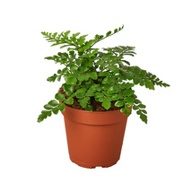 Autumn Fern Plant in a 4-inch Nursery Pot, Autumn, Japanese Wood, Copper... - £18.33 GBP