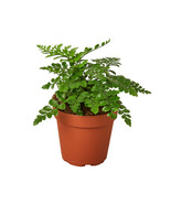 Autumn Fern Plant in a 4-inch Nursery Pot, Autumn, Japanese Wood, Copper... - $32.48 CAD