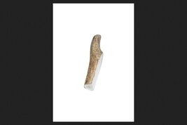 Buckybites Antler Dog Treat Chews Medium Antler Stick - $37.82 CAD