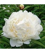5 PCS Seeds Peony Purely White Cream White Flower - $197.31 MXN