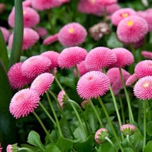 Fast Ship USA Seller English Daisy Rose Flower Seeds Bellis Perennis 200... - £10.97 GBP