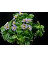 200 Seeds Exacum Affine Seeds Hybrid F1 Persian Violets - $14.97