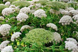 10 Seeds Madeira Giant Black Parsley Grow Quick Heirloom Seeds Excel - £6.78 GBP