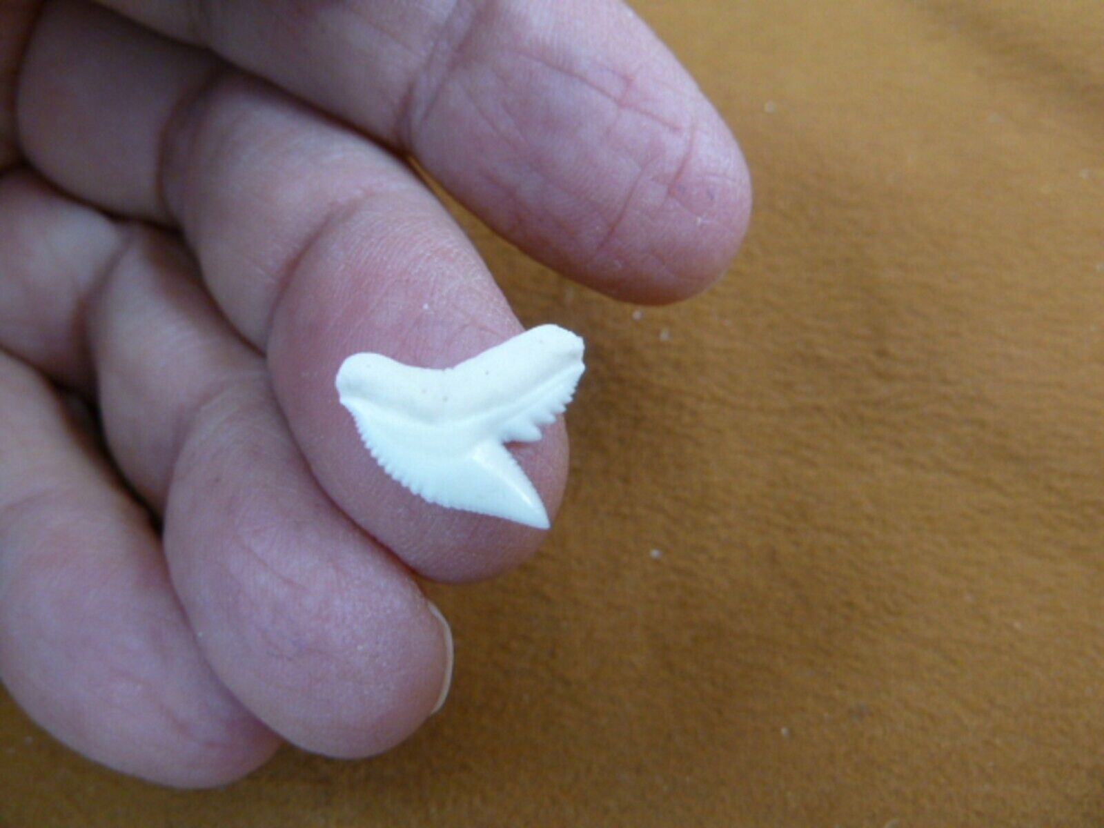 st-0-2) Small 1/2&quot; modern White TIGER SHARK TOOTH Teeth jewelry Cuvier n... - $11.29