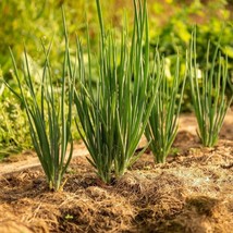 HT 300 Nebuka Evergreen Bunching Onion Seeds Fresh Harvest Fast Grow - $257.58 MXN