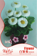 10 S 60 Pack Dwarf White English Daisy Bellis Perennis Flower Beautiful - $19.11