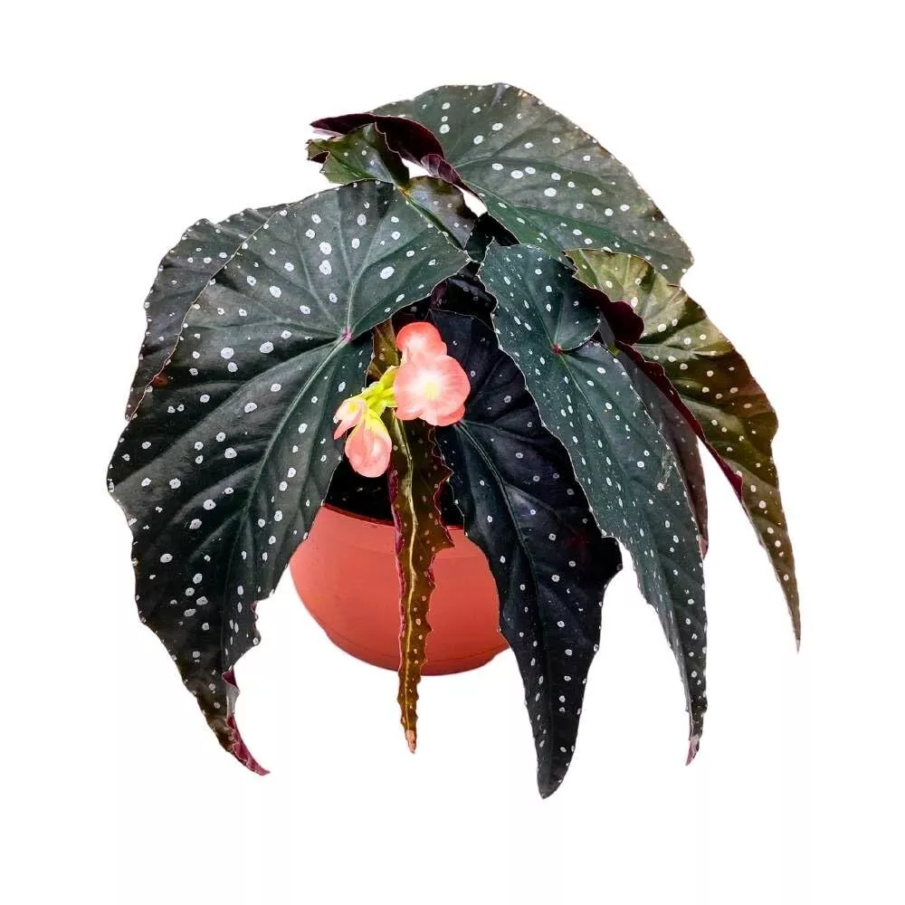 Tempest Angel Wing Hybrid Cane Begonia 6 in Narrow Crinkly Black w - £67.50 GBP