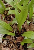 100 Wild Leek Seeds (Allium tricoccum) Perennial Vegetables - $8.90