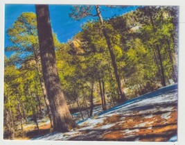 Pine Forest at Mount Lemmon National Park Vintage Postcard Unposted - $3.47