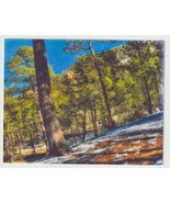 Pine Forest at Mount Lemmon National Park Vintage Postcard Unposted - £2.73 GBP
