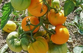 30 GARDEN PEACH TOMATO  VEGETABLE SEEDS FOR GARDEN - $7.00