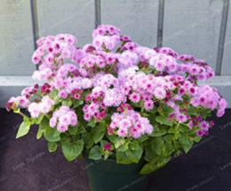 100 seeds Ageratum Conyzoides Flowers Seeds Rose Red Pink 2-IN-1 Colors ... - $8.99