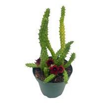 Huernia Red Dragon Stapelia Cactus, 4 inch, / Huernia penzigii / Cactus Plant Wi - £17.55 GBP