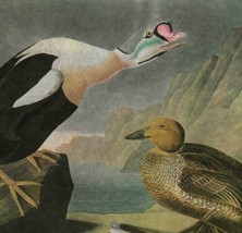 King Eider Duck Bird 1946 Color Plate Print John James Audubon Nature DWV2A - £31.78 GBP