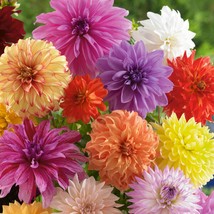 Dahlia Watercolor Mix 10 Flower Seeds Beautiful Garden Fresh USA Garden - $10.49