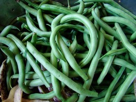 Blue Lake Bush 274 Green Bean Seeds Fresh Fast Shipping - $3.98