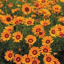 50 SEEDS URSINIA ANTHEMOIDES HEIRLOOM SEEDS INSTANT GARDEN QUICK SETUP - £6.38 GBP