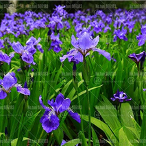 20Pcs Iris Bonsai Irises Flower Bonsai Flowering Potted Plants Flower De Luce Fl - $20.00