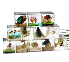 12 Pcs Insect Specimen Bugs in Resin Dung Beetle Collection Paperweights - £66.10 GBP