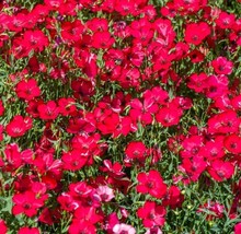 LimaJa Scarlet Flax Seeds | Non-GMO | Heirloom | Fresh Garden 100 Seeds USA - £8.59 GBP