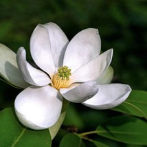 10 Sweetbay Magnolia Virginiana Tree Shrub Native Sweet Bay White Bay Laurel Mag - $7.45