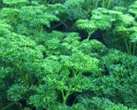 400 Moss Curled Parsley Seeds Fast Shipping - £7.16 GBP