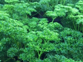 400 Moss Curled Parsley Seeds Fast Shipping - £7.12 GBP