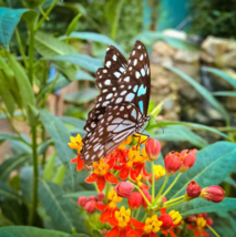 20 Pc Seeds Asclepias curassavica Flower Plant, Tropical Milkweed Seeds | RK - £15.10 GBP