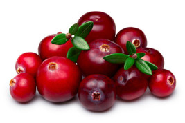 Bearberry Wild Cranberry 50 Seeds: Edible Berry Shrub Tree Evergreen Attractive  - £13.79 GBP