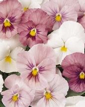 35 New Pansy Panola Pink Shades Seeds Long Lasting Flower Annual - £14.35 GBP