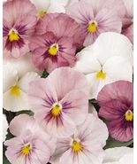 35 New Pansy Panola Pink Shades Seeds Long Lasting Flower Annual - £14.06 GBP