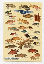 NCL Dive In Fish Identification Chart Norwegian Caribbean Lines 1984 - $41.58