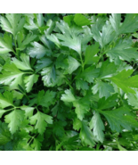 SD 250 Seeds Italian Giant Parsley Seeds, Nongmo, Heirloom Garden Seeds - $7.99