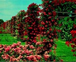 Rose Garden Roger Williams Park Providence Rhode Island UNP Chrome Postc... - $2.92