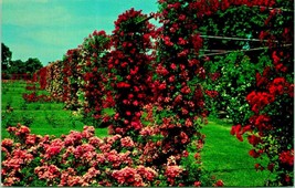 Rose Garden Roger Williams Park Providence Rhode Island UNP Chrome Postcard A7 - £2.29 GBP