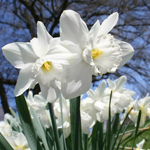 5 Bulbs White Daffodil Mount Hood Narcissus Mt Hood Giant Trumpet Narcissi - $18.99