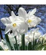 5 Bulbs White Daffodil Narcissus Giant Trumpet Narcissi - €19,97 EUR