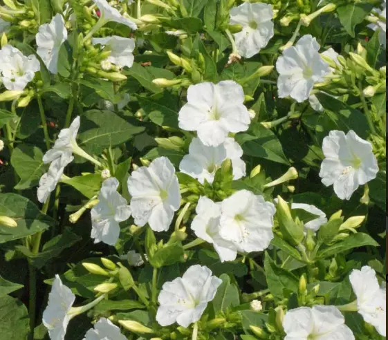 Four O’Clock WHITE PURITY Mirabilis jalapa Night Blooms 25 Seeds  Non-GMO  - $9.98