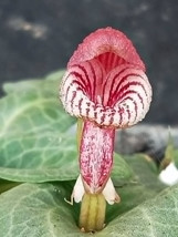 CORYBAS FORNICATUS MINIATURE TERRESTRIAL ORCHID TUBER HELMET ORCHID - $27.00