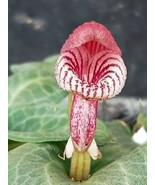 CORYBAS FORNICATUS MINIATURE TERRESTRIAL ORCHID TUBER HELMET ORCHID - $22.95